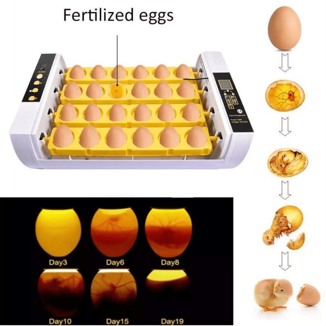 Automatski Inkubator za Jaja (24 jaja) - Zoro
